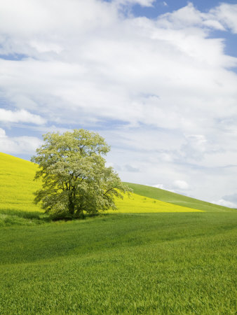 Lone Blooming Tree, Colfax, Washington, Usa by Terry Eggers Pricing Limited Edition Print image