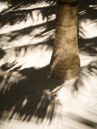 Palm Tree And Shadow, Tulum, Quintana Roo, Mexico by Julie Eggers Pricing Limited Edition Print image