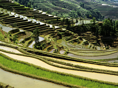 Flooded Rice Terraces, Panzhihua Village, Yuanyang County, Yunnan Province, China by Charles Crust Pricing Limited Edition Print image