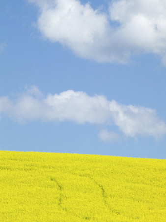 Blooming Canola And Wheat Fields, Palouse Country, Washington, Usa by Terry Eggers Pricing Limited Edition Print image