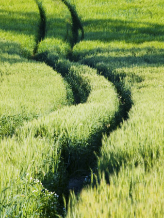 Tracks Though Spring Wheat Fields, Palouse Country, Washington, Usa by Terry Eggers Pricing Limited Edition Print image