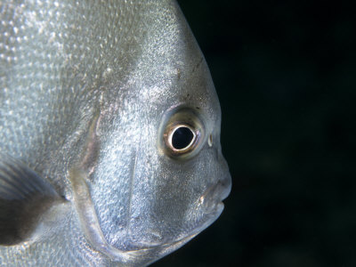 Atlantic Spadefish, Caribbean by Michael Defreitas Pricing Limited Edition Print image