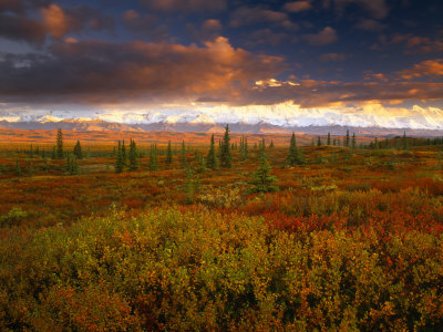 Mt. Mckinley And The Alaska Range, Denali National Park, Alaska, Usa by Jon Cornforth Pricing Limited Edition Print image