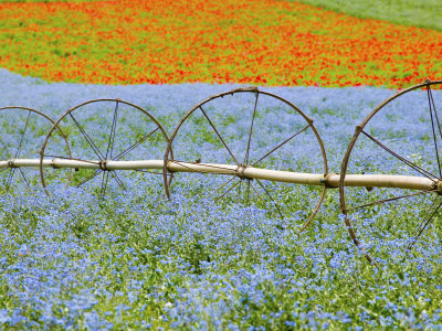 Water Wheels With Crops Of Poppies, Willamette Valley, Oregon, Usa by Terry Eggers Pricing Limited Edition Print image