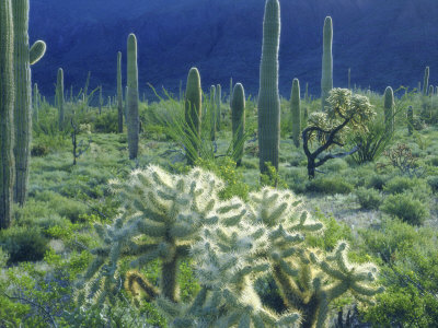 Organ Pipe Cactus National Monument, Arizona, Usa by Christopher Talbot Frank Pricing Limited Edition Print image