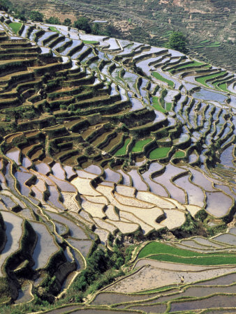 Flooded Rice Terraces Near Nano Village, China by Charles Crust Pricing Limited Edition Print image