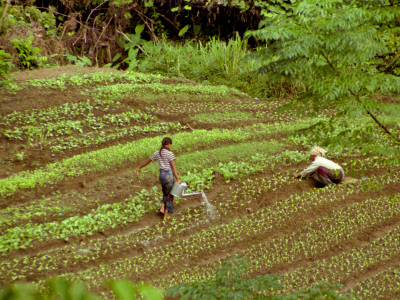 Farming Family, Laos by Eloise Patrick Pricing Limited Edition Print image