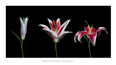 Bloom Ii by Barry Bittman Pricing Limited Edition Print image