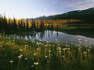 Daisies Grow Near A Lake In Yoho National Park by Michael Melford Pricing Limited Edition Print image