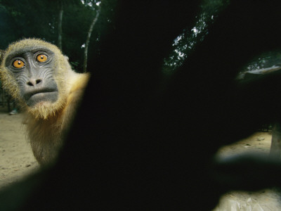 Tethered On A Rope, A Mandrill Reaches For The Camera by Michael Nichols Pricing Limited Edition Print image