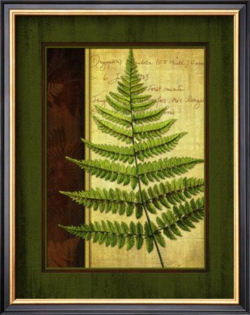 Fern Grotto I by Delphine Corbin Pricing Limited Edition Print image