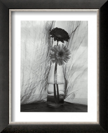 Gerbera Daisies by Nancy Gillespie Pricing Limited Edition Print image