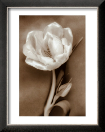 Tulip by Christine Zalewski Pricing Limited Edition Print image