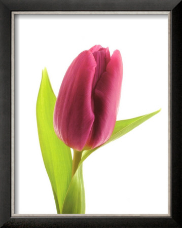 Magenta Tulip by Michael Bird Pricing Limited Edition Print image