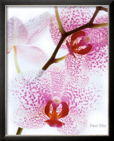 Orchid by Fleur Olby Pricing Limited Edition Print image