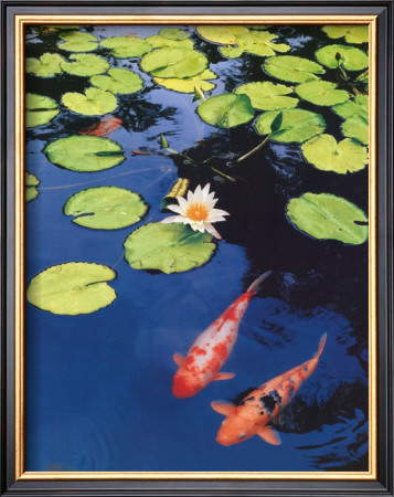 Koi Pond Ii by Maureen Love Pricing Limited Edition Print image