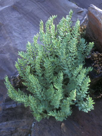 Fern, Aspidotus Densa, Or Indian's Dream, Against Smooth Rock by Stephen Sharnoff Pricing Limited Edition Print image