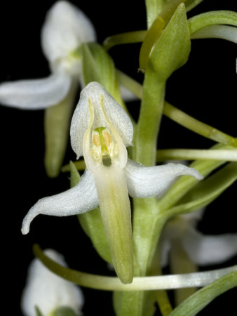 Platanthera Bifolia, Or Possibly Platanthera Montana, A Wild Orchid by Stephen Sharnoff Pricing Limited Edition Print image