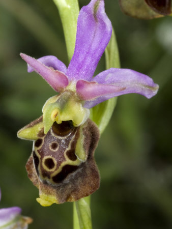 Close-Up Of The Bug Orchid, Ophrys Scolopax, That Mimics An Insect by Stephen Sharnoff Pricing Limited Edition Print image