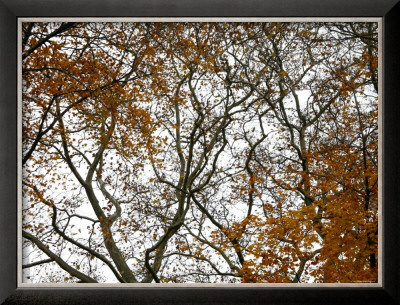 Autumn Patterns by Nicole Katano Pricing Limited Edition Print image