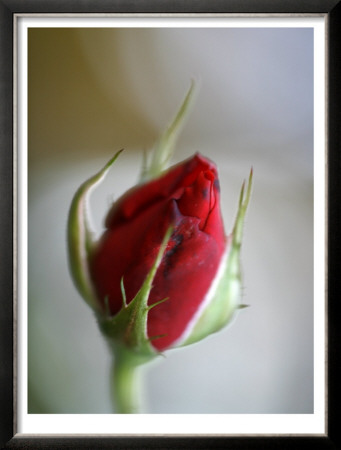 Cranberry Rosebud by Nicole Katano Pricing Limited Edition Print image