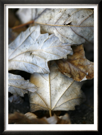 Fallen Leaves Ii by Nicole Katano Pricing Limited Edition Print image