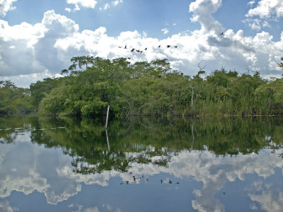Jungle River In Belize, With Birds And Reflections Of Trees by Stephen Sharnoff Pricing Limited Edition Print image