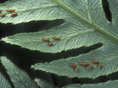 Close-Up Of Underside Of Giant Chain Fern, Woodwardia Fimbriata by Stephen Sharnoff Pricing Limited Edition Print image