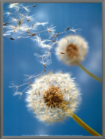 Dandelions by Henryk T. Kaiser Pricing Limited Edition Print image