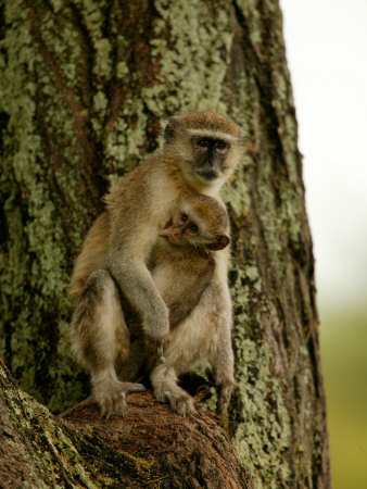 Vervet Monkey (Cerophithecus Aethiops)With Baby by Beverly Joubert Pricing Limited Edition Print image