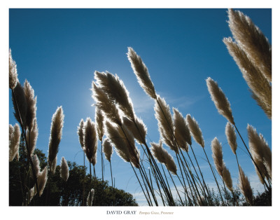 Pampas Grass, Provence by David Gray Pricing Limited Edition Print image
