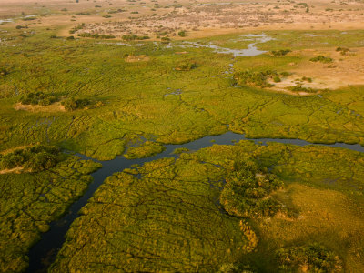 Aerial View Of A Duba Plains Marsh With A Canal Running Through It by Beverly Joubert Pricing Limited Edition Print image