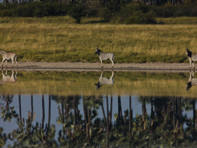 Burchell's Zebra Walking Away From Others Near Water by Beverly Joubert Pricing Limited Edition Print image