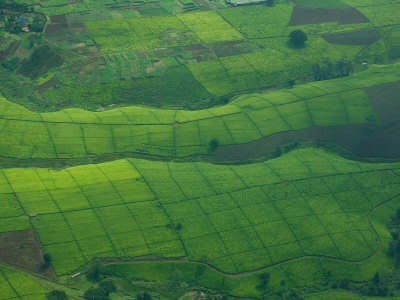 Aerial Of Lush Green Tea Fields In Kenya by Beverly Joubert Pricing Limited Edition Print image