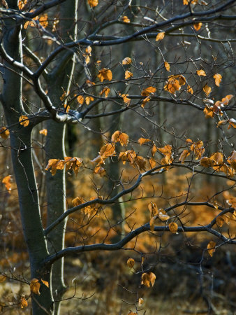 Fall Leaves Of A Populus Tree, Backlit By The Sun In Southern France by Stephen Sharnoff Pricing Limited Edition Print image