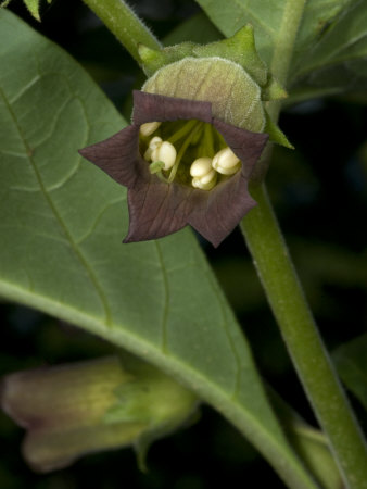 Atropa Belladonna, Belladonne, The Deadly Nightshade by Stephen Sharnoff Pricing Limited Edition Print image