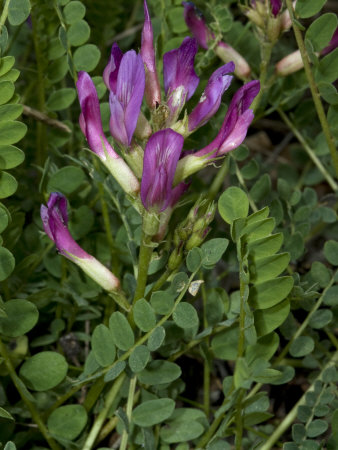 Astragalus Onobrychis, A Kind Of Vetch by Stephen Sharnoff Pricing Limited Edition Print image