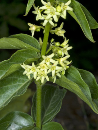 Flowers Of Vincetoxicum Hirundinaria, Dompte-Venin Or Swallow-Wort by Stephen Sharnoff Pricing Limited Edition Print image