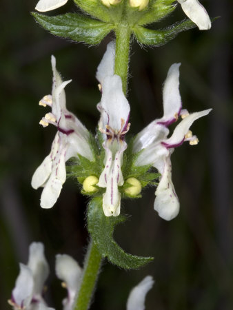 Tiny Flowers Of Stachys Recta, Perennial Yellow Woundwort by Stephen Sharnoff Pricing Limited Edition Print image