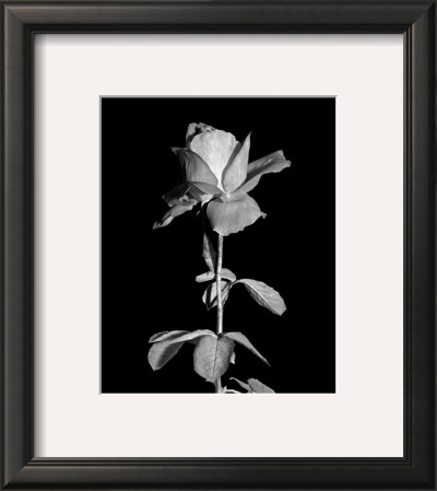 Rose by Harold Silverman Pricing Limited Edition Print image