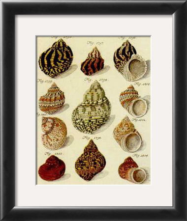 Conchylien Cabinet Iv by W. Martini Pricing Limited Edition Print image
