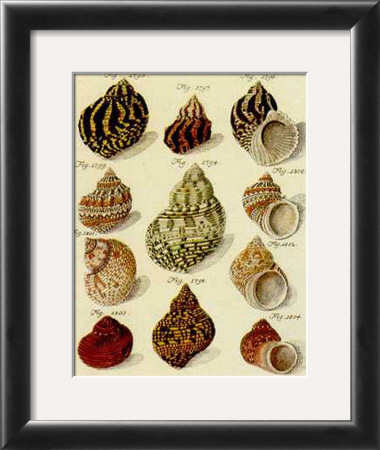 Conchylien Cabinet Iv by W. Martini Pricing Limited Edition Print image