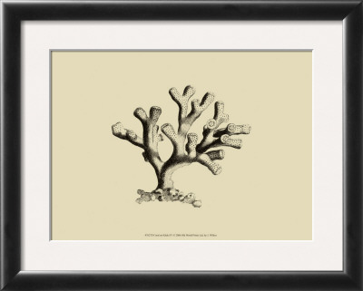 Coral On Khaki Iv by J. Wilkes Pricing Limited Edition Print image