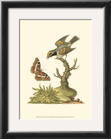 Petite Bird Study I by George Edwards Pricing Limited Edition Print image