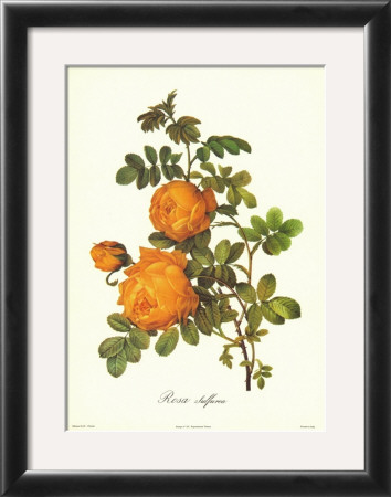 Rose by Pierre-Joseph Redouté Pricing Limited Edition Print image