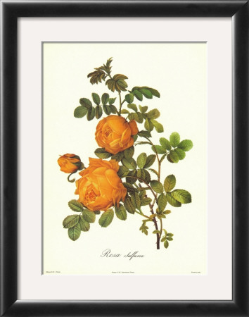 Rose by Pierre-Joseph Redoute Pricing Limited Edition Print image