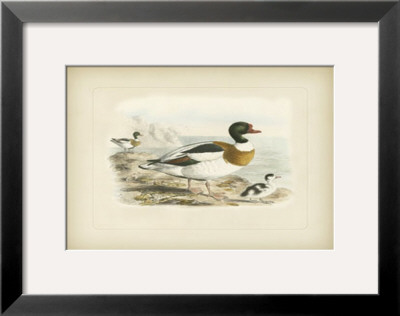 Common Sheldrake by J. G. Keuleman Pricing Limited Edition Print image