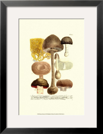 Mushrooms Ii by Johann Wilhelm Weinmann Pricing Limited Edition Print image