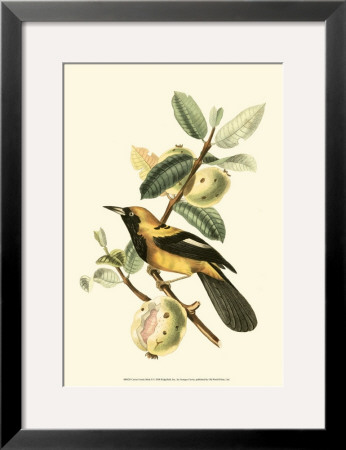 Exotic Birds Ii by Georges Cuvier Pricing Limited Edition Print image
