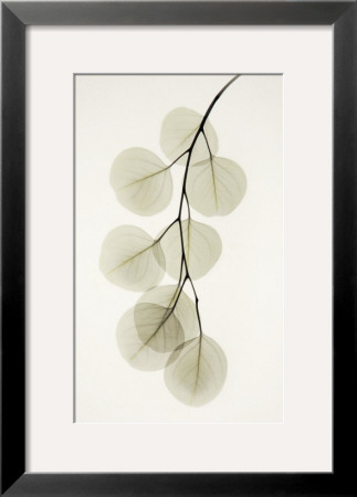 Eucalyptus by Albert Koetsier Pricing Limited Edition Print image